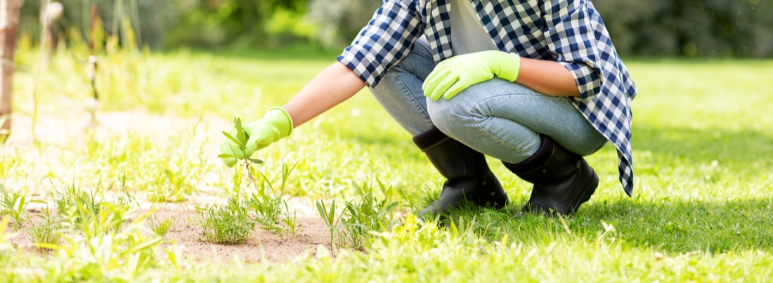 Comment débrousailler mon jardin