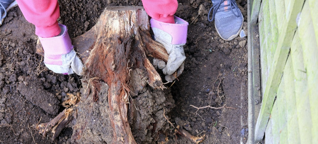 Les Conseils Jardin Dessouchage Et Rognage De Souche Darbre