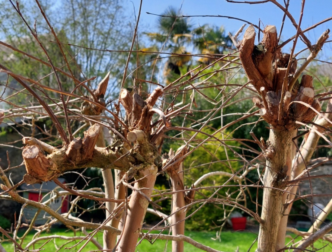 Taille des arbres fruitiers spécifiques pour booster vos fruits