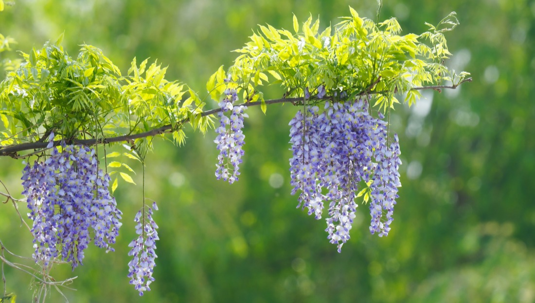 Taille de plante grimpante