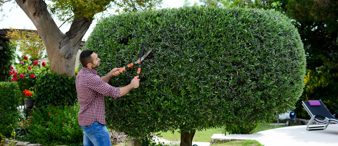 taille d'arbres feuillus