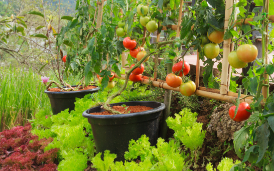 Potager en permaculture