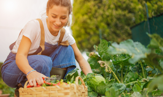 Création d'un potager