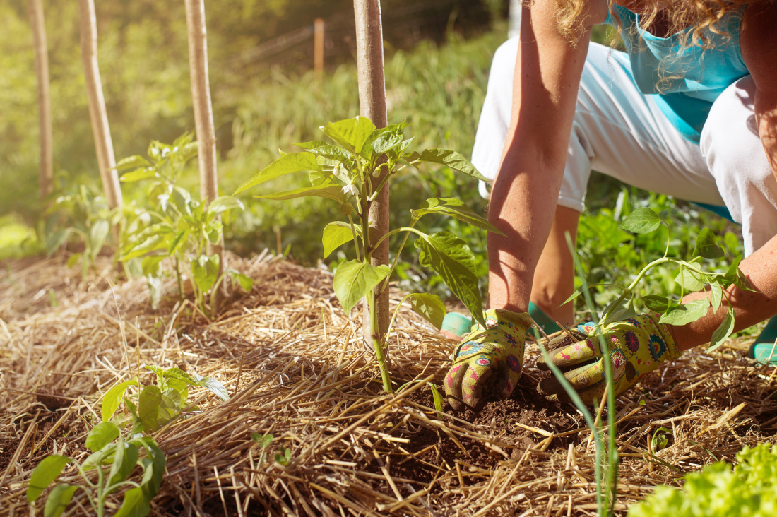 Etapes pour un potager réussi