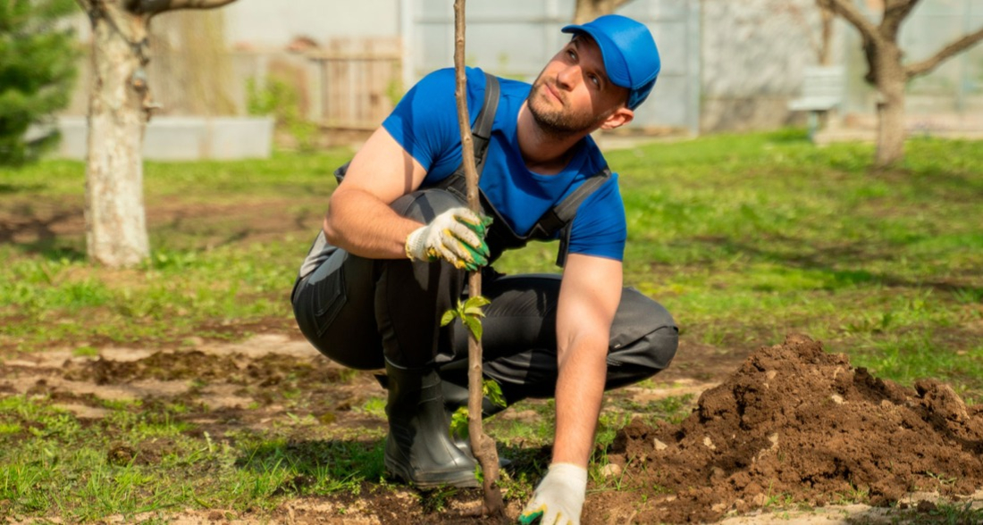 Plantation arbre fruitier