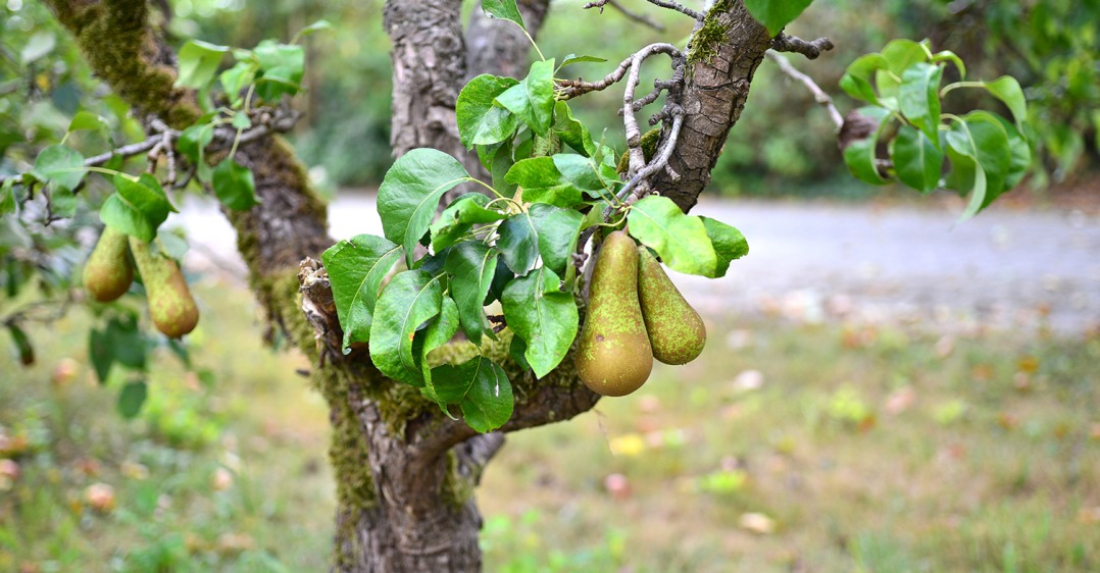 Forme arbre fruitier