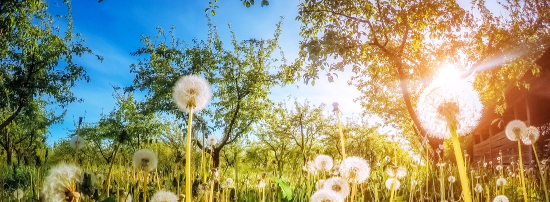 fleurs et arbres