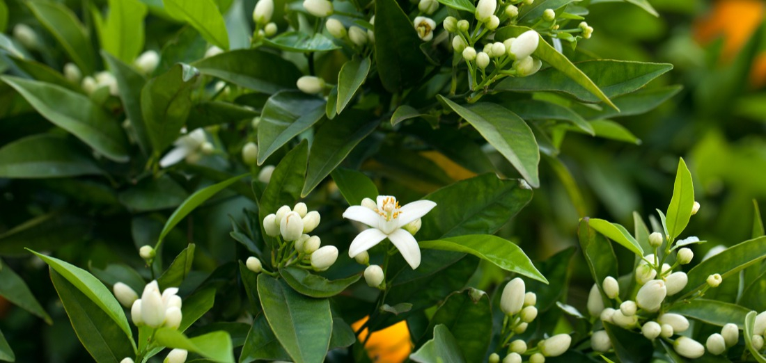 Fleur et fruit