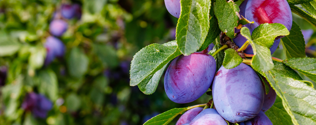 Arbre fruitier