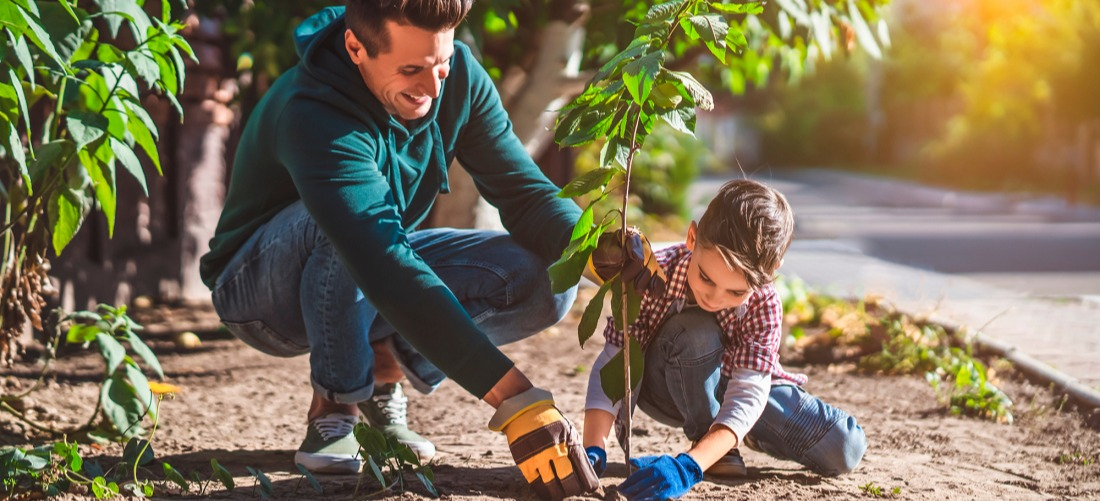 Placez l’arbre dans son trou de plantation