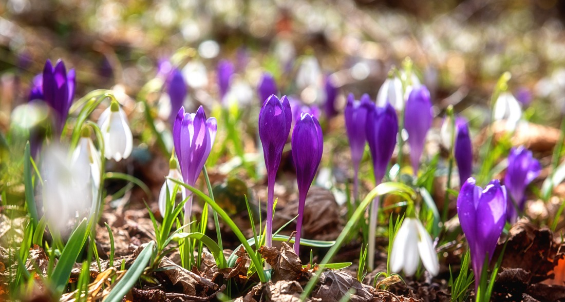 Perce-neige et Crocus