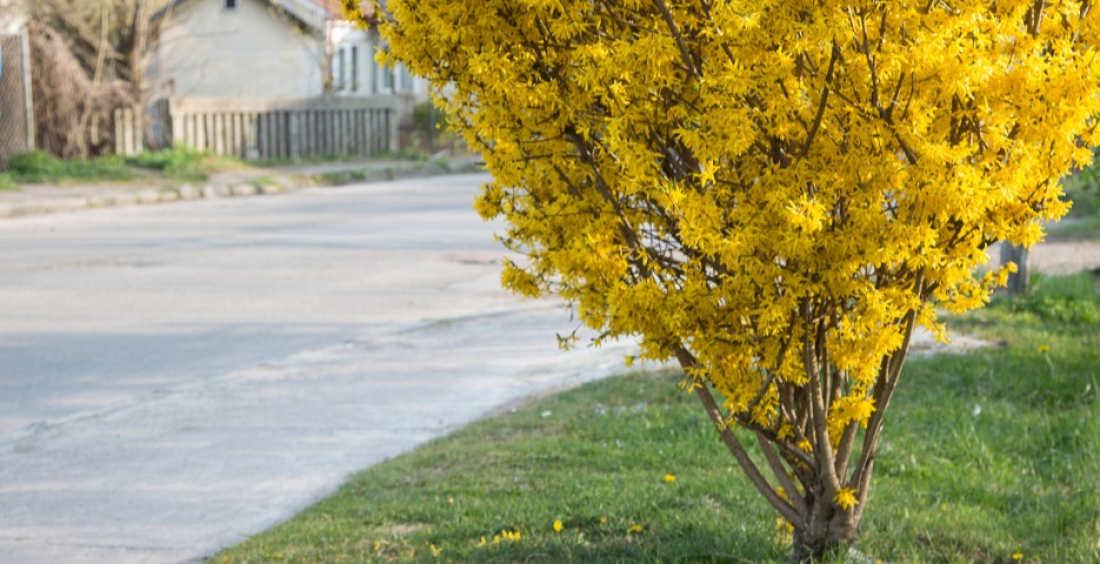 Forsythias jaune