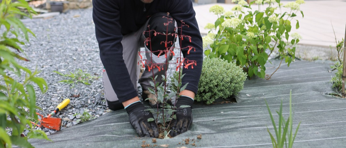 Replanter les plantes