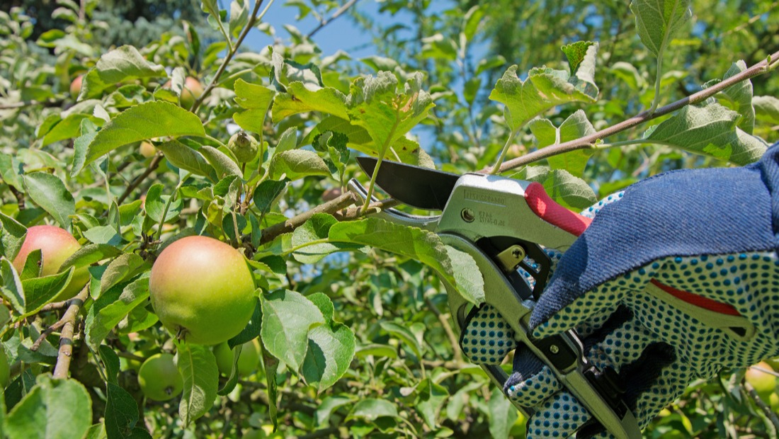 Taille des branches d'un fruitier