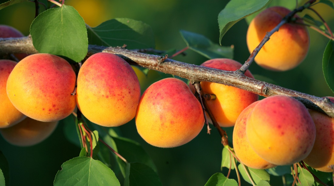 Le rendement d'un abricotier bien taillé