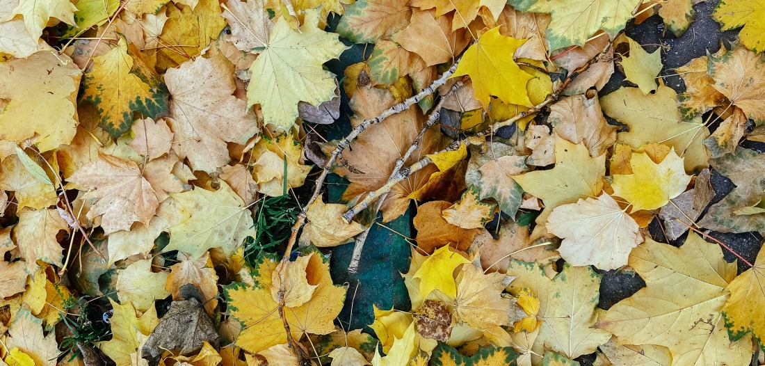 Utilisation de feuilles pour fertiliser vos arbres fruitiers