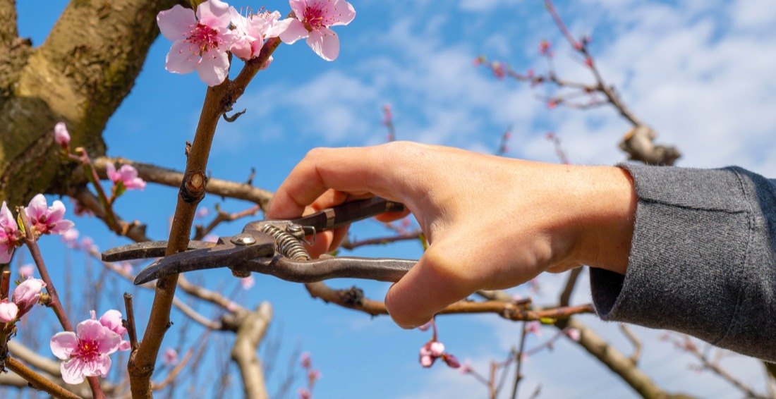 Taille des branches des arbres fruitiers