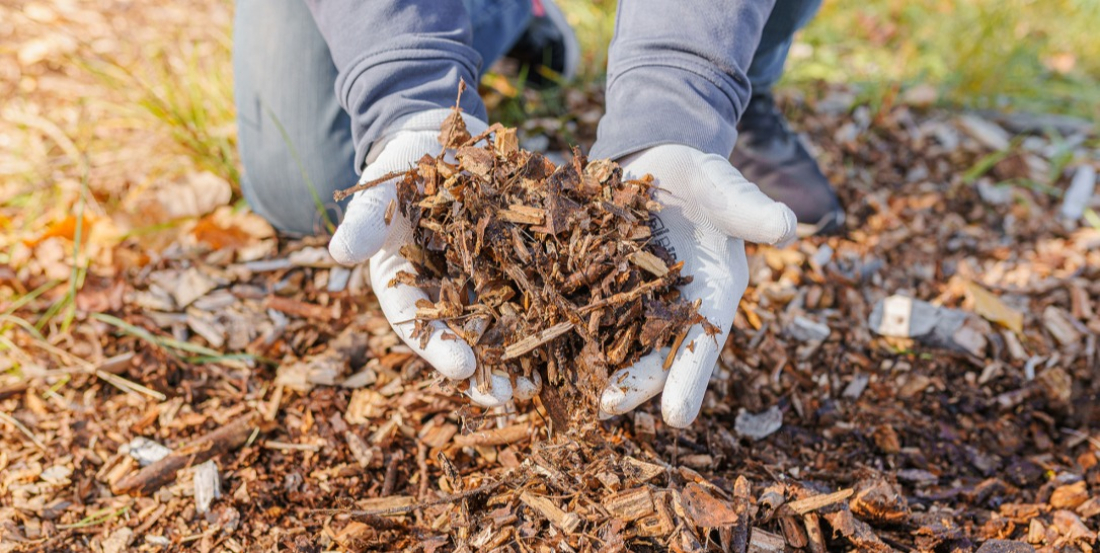 Le paillage apporte une protection naturelle à votre jardin