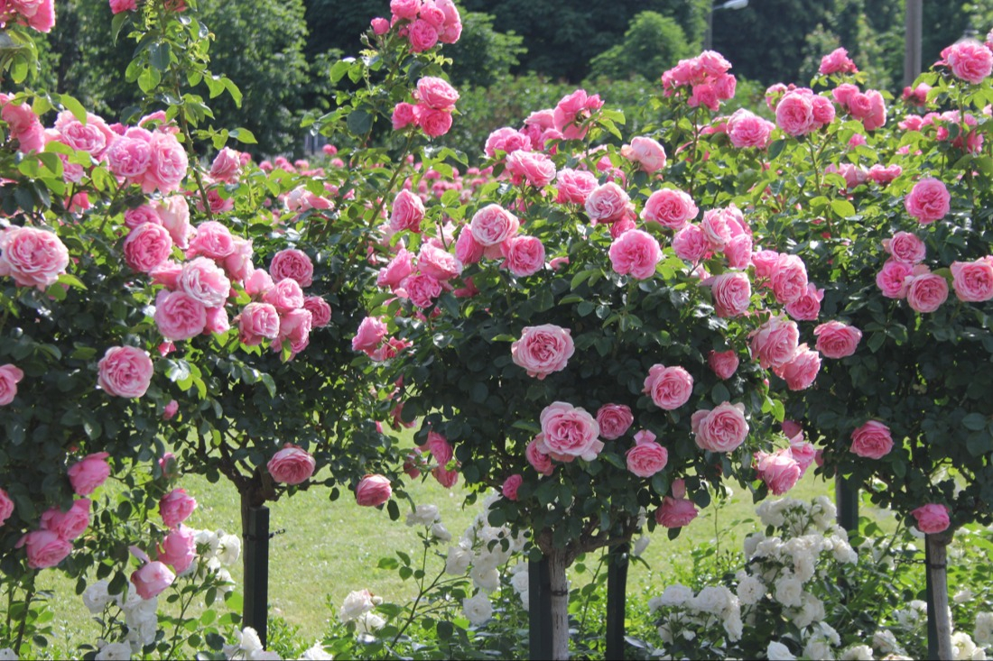 Tailler méticuleusement les rosiers