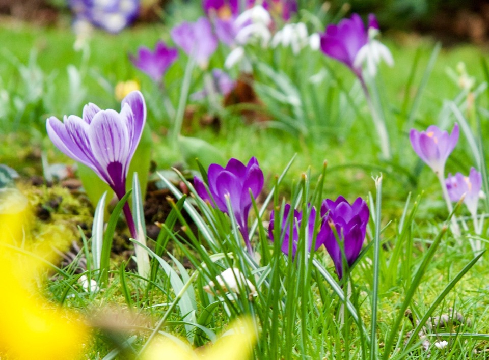 Le printemps c'est l'idéal pour entretenir ses plantes vivaces