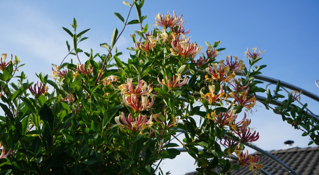 Autre variété de plante grimpante et odorante - le chèvrefeuille