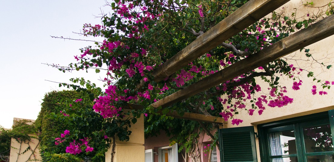 Belle plante grimpante et décorative