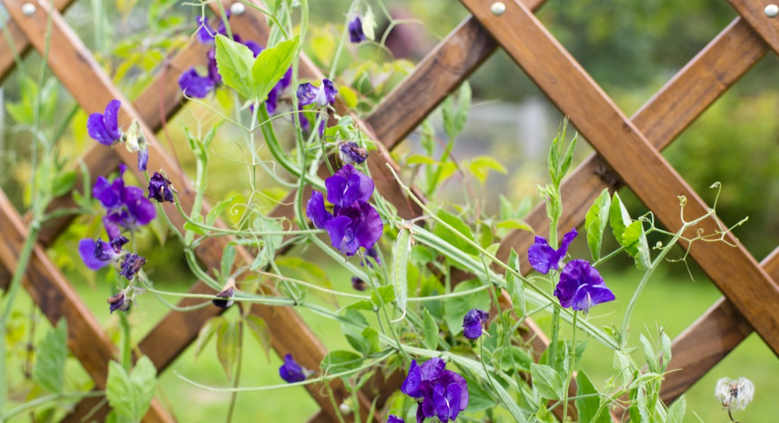 Taille de formation et plante grimpante