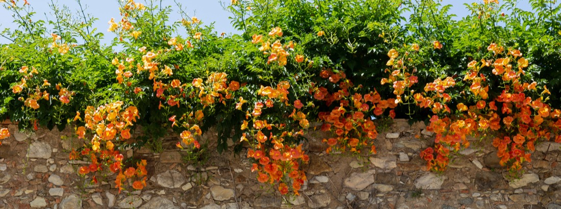 Plante grimpante Bignonia grandiflora