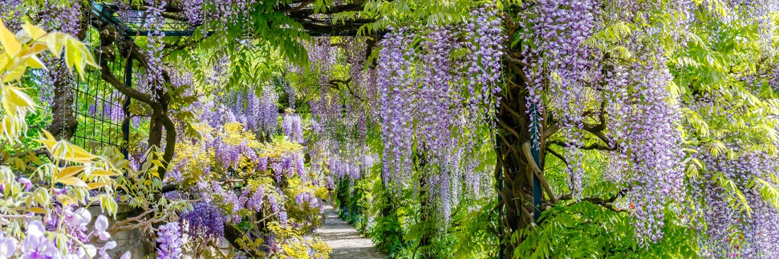 Fleur de glycine bleue dans le parc