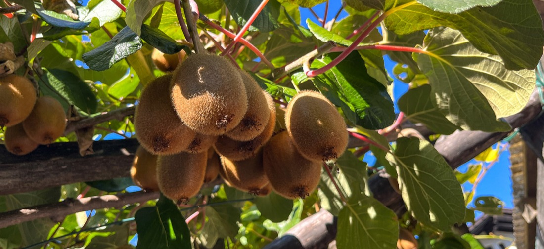 Croissance de mini kiwi