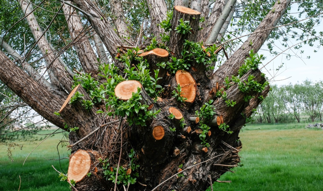 Étêtage arbre