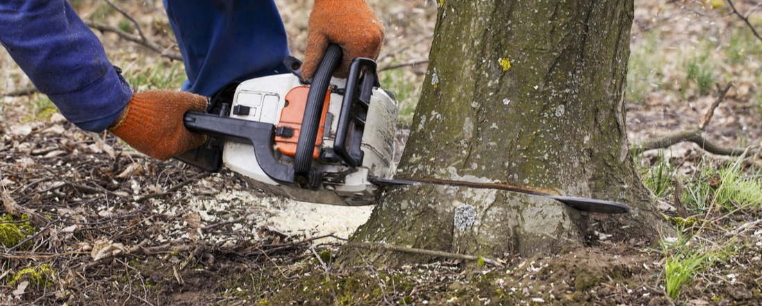 Abattage d'un arbre à la tronçonneuse