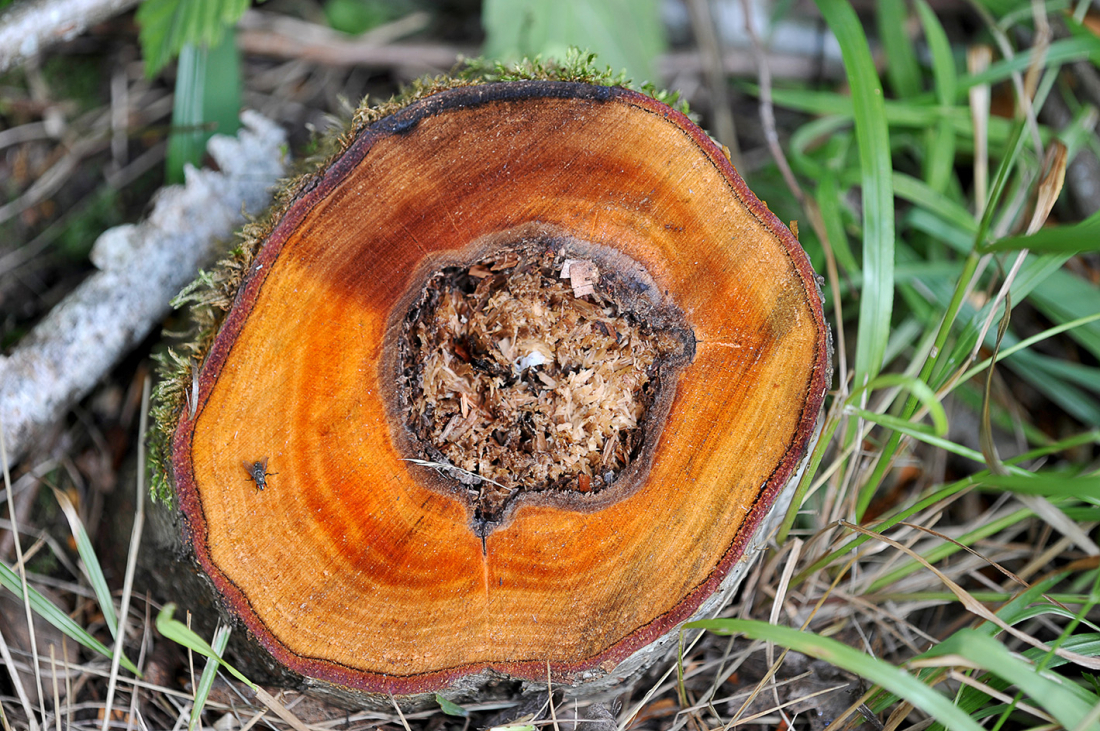 Souche d'un arbre abattu, noyau touché par maladie du tremble