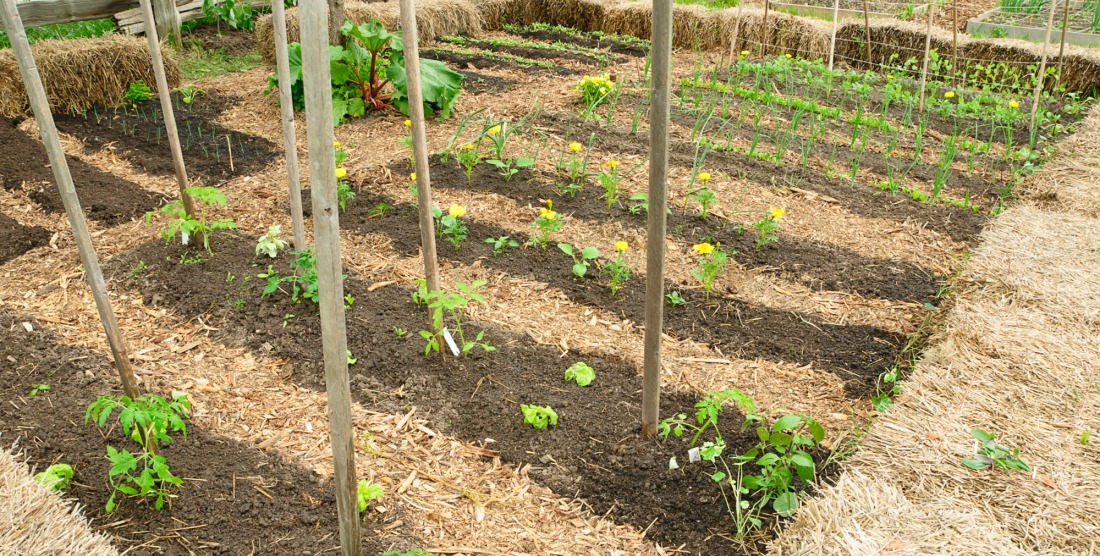 Une disposition de plants espacée