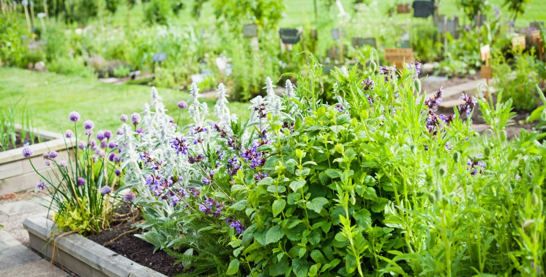 L'association plants de ciboulette-carottes une aide pour votre potager