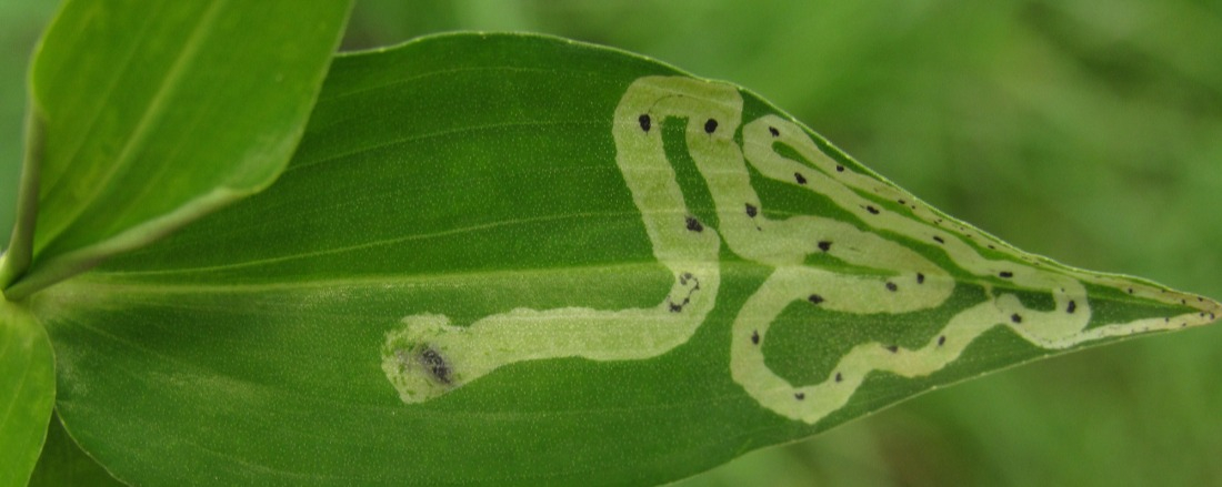 Traitement insecticide naturelle efficace 