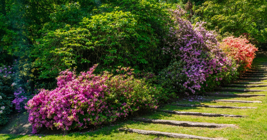 Massifs et parterres fleuris en été