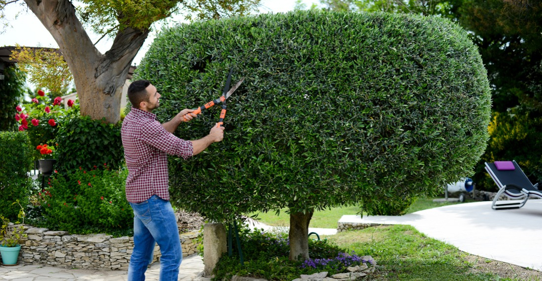 Une taille régulière d'arbustes embelli votre jardin