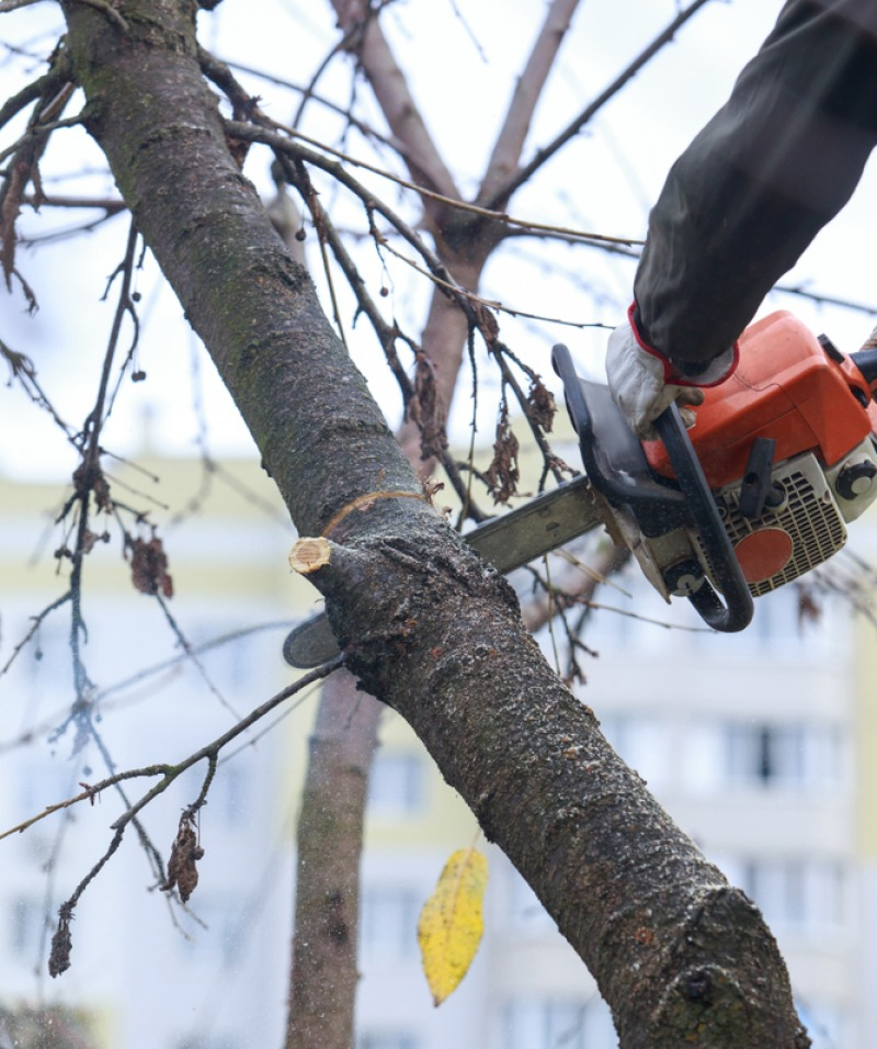 élaguer sans blesser l'arbre