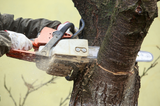 élaguer un arbre à la tronçonneuse